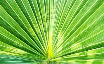 Mire jó a fűrészpálma? fűrészpálma