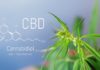 CBD-olaj mire jó az emberi szervezet számára?