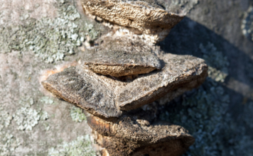 A chaga gomba – hamvaskéreg gomba Hamvaskéreg gomba