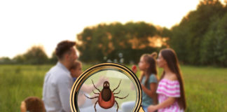 A Lyme kór fázisai és kezelése Lyme kór veszély